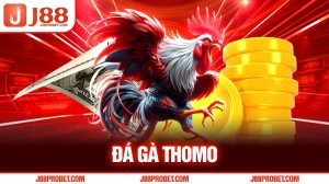 Đá gà Thomo J88